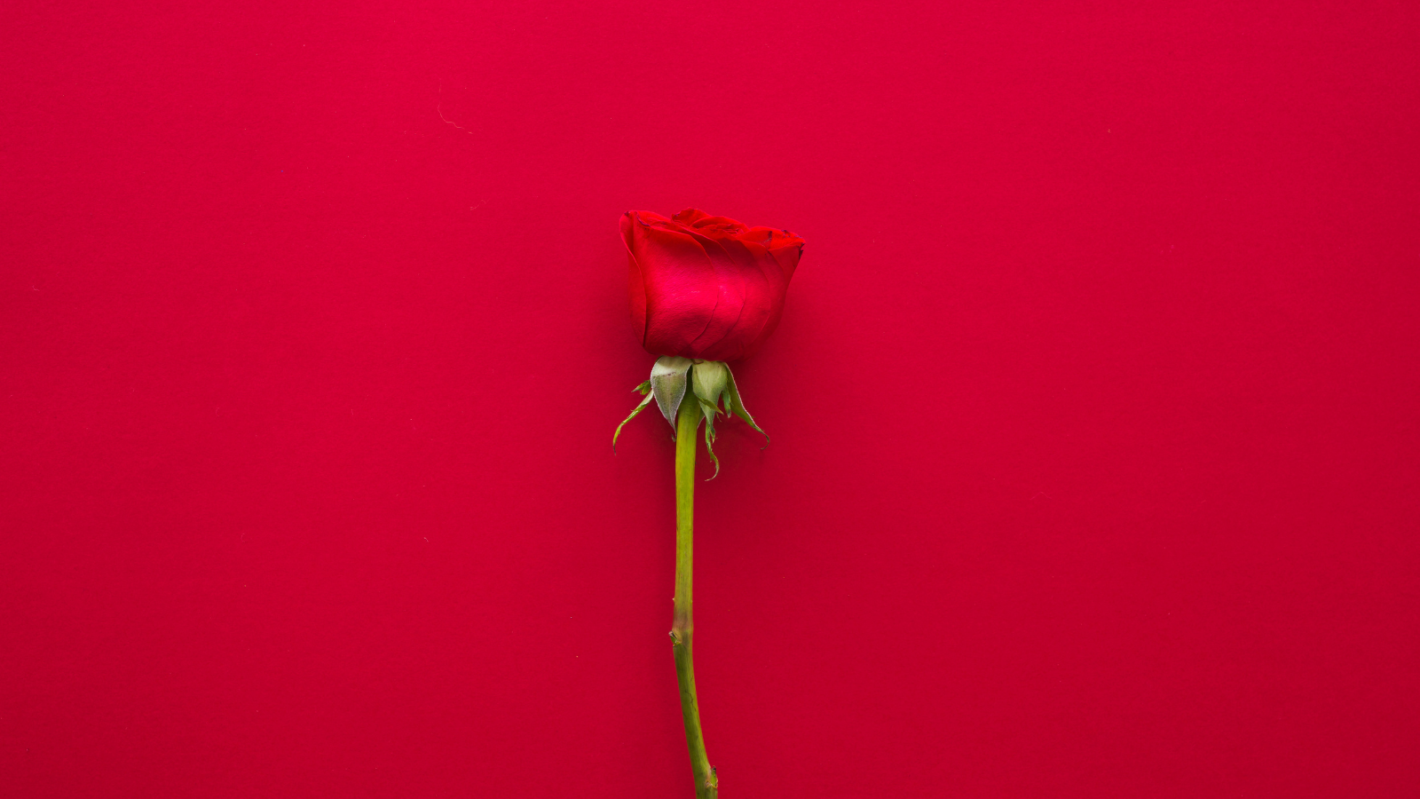 Rose Toys: Why They’ve Taken Over the Pleasure World