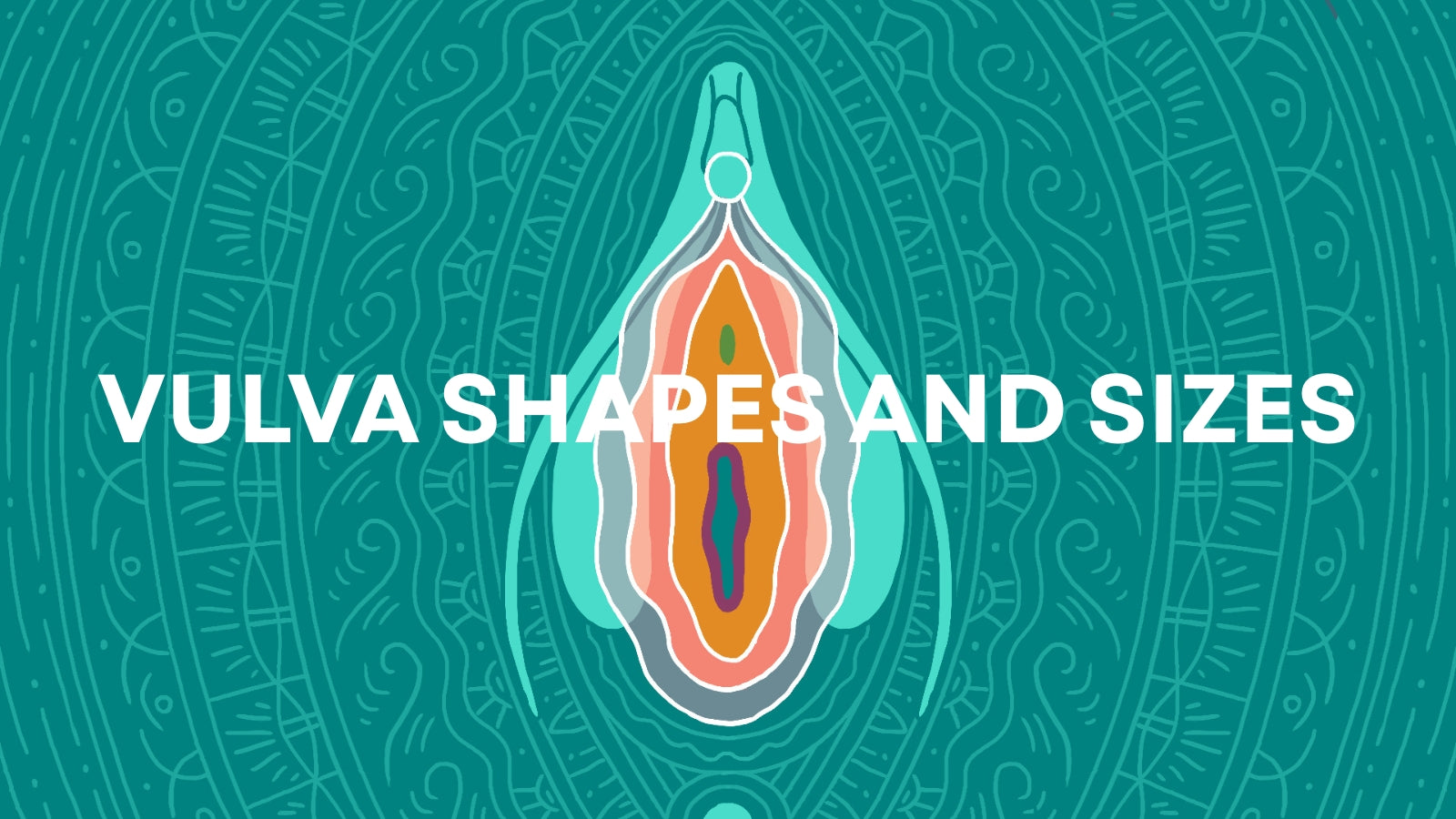 Vulva Shapes and Sizes: Why Every Vulva Is Normal LOVVA